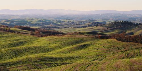 Scenic view of agricultural field against sky