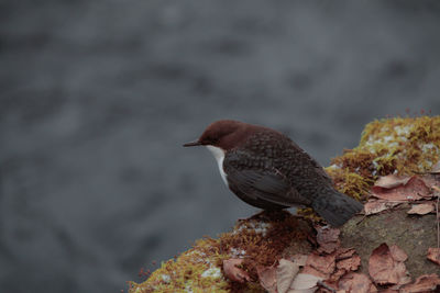 Close-up of bird perching