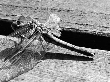 Close-up of insect on wood