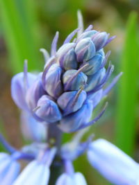 Close-up of purple flowering plant