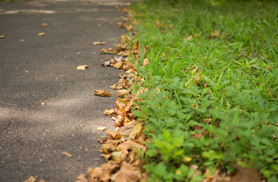 Close-up of autumn leaves on street