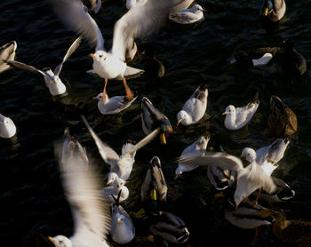 High angle view of seagulls flying over lake