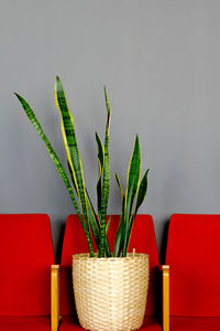 A beautiful sansevieria in a wicker flower pot stands on a red armchair against a gray wall. 
