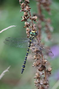 Close-up of dragonfly on plant