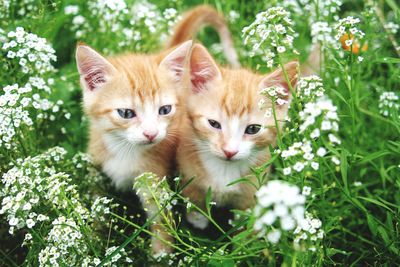 Portrait of cat on plant