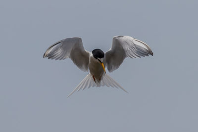 Low angle view of seagulls flying in the sky
