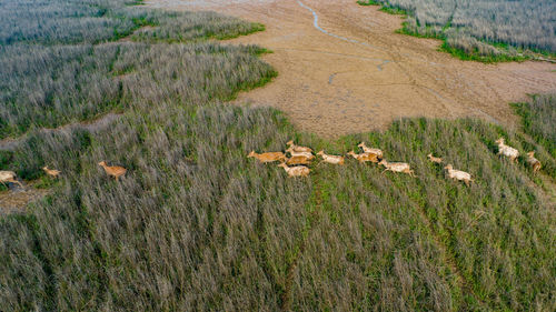 Elk family running on grass land