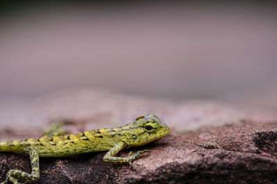 Close-up of lizard on rock