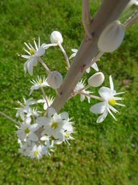 Close-up of white flowers