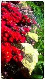 Close-up of red flowering plants