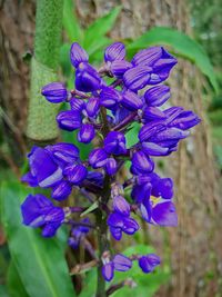 Close-up of purple flowers blooming outdoors