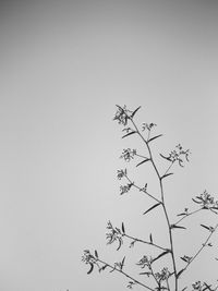 Low angle view of silhouette birds flying against clear sky