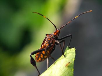 Close-up of insect on leaf