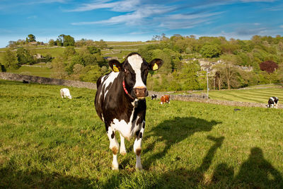 Holstein friesian dairy cow near hanlith, malhamdale uk.