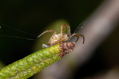 Close-up of insect on leaf