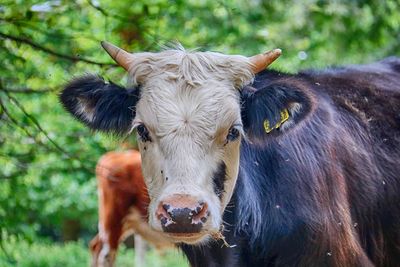 Portrait of cow