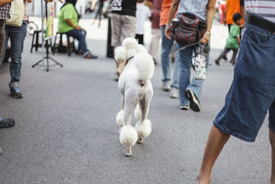 People and poodle walking on street