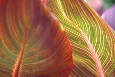 Close-up of palm leaves