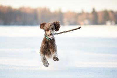 Dog running in a water