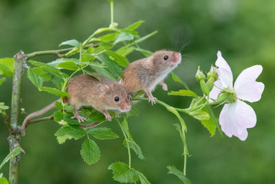 Close-up oft cute harvest mice  on green plant