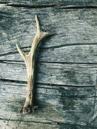 Close-up of lizard on tree trunk