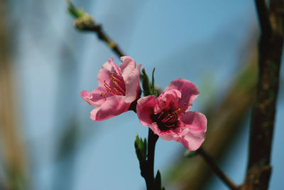 Close-up of pink cherry blossom