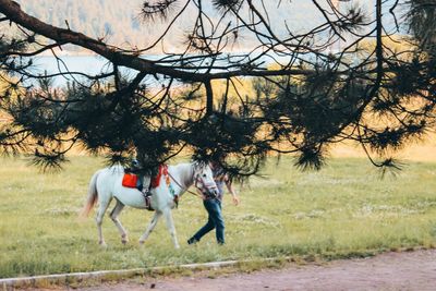 View of horse on field