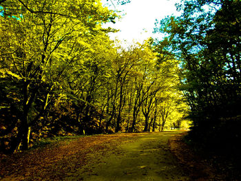 Trees in forest during autumn