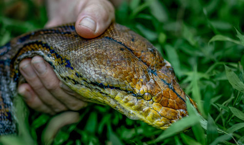 A big and ferocious python catches snakes by hand, beautiful striped boa in a fertile forest.