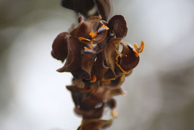 Close-up of wilted flower