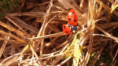 Close-up of ladybug on plant