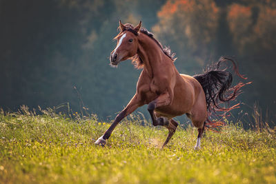 Horse running on land