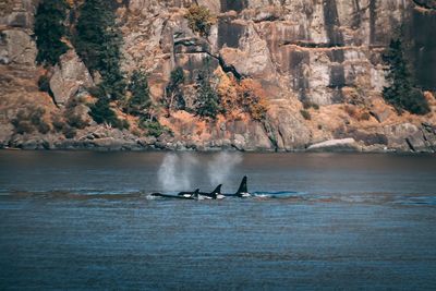 Orca pod swimming in sea