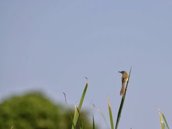 Bird perching on a plant