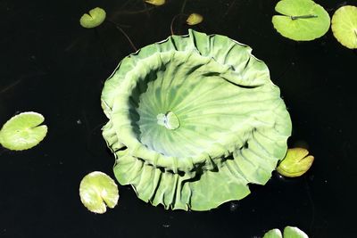 Close-up of lotus water lily in pond