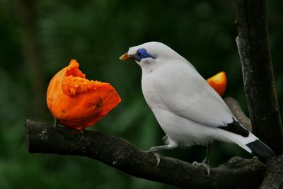 Bird perching on railing