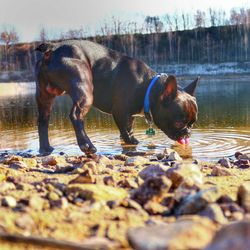 Close-up of dog in lake