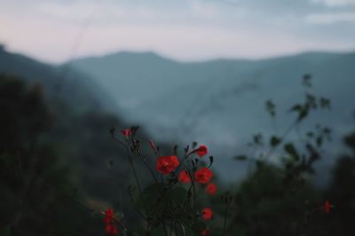 Close-up of red flowering plant against sky