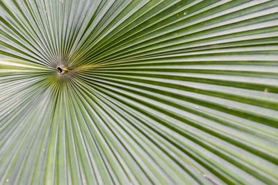 Full frame shot of palm leaf