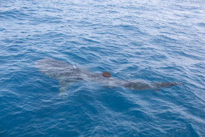 High angle view of man swimming in sea