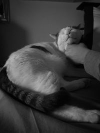 Close-up of hand feeding cat at home