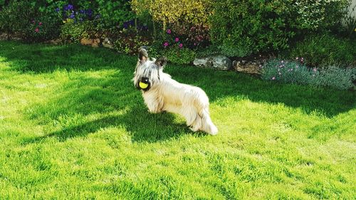 Dog on field