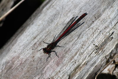 Close-up of insect