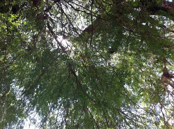 Low angle view of tree in forest