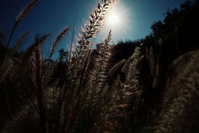 Low angle view of palm trees against sky