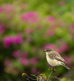 Close-up of bird perching on pink flower