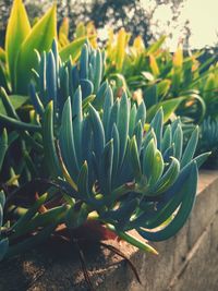 Close-up of flowering plant