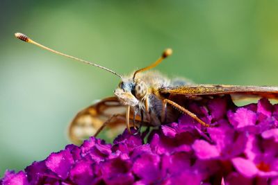 Close-up of butterfly pollinating on purple flower