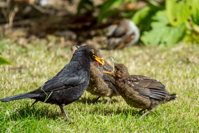 Close-up of eagle on grass