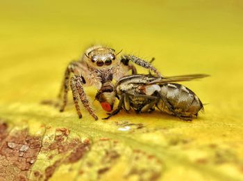 Close-up of spider with its prey